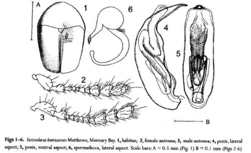 Réf. 315 833 : Sericoderus brevicornis
